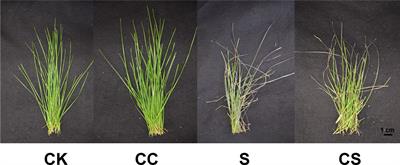 Physiological and lipidomic response of exogenous choline chloride alleviating salt stress injury in Kentucky bluegrass (Poa pratensis)